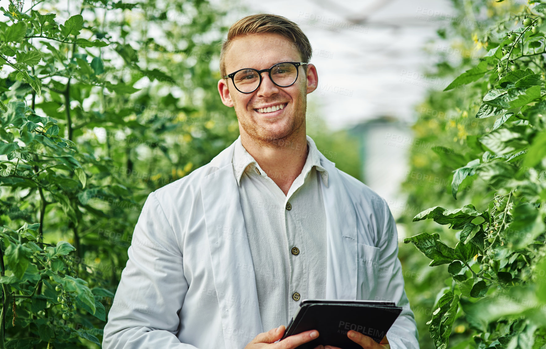 Buy stock photo Outdoor, agronomist or man with tablet in portrait for plant research, crop production or info on agriculture. Nature, male scientist and digital for quality inspection, growth or tomato tree monitor