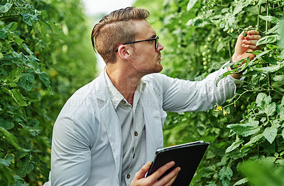 Buy stock photo Environmental, scientist and tablet with research for agriculture in a greenhouse with plants. Expert, science and farming for analysis for sustainability and growth in agro for the environment. 