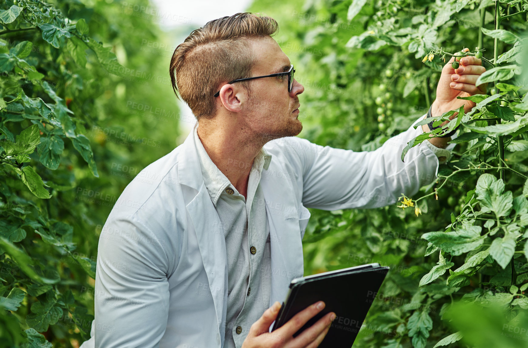 Buy stock photo Environmental, scientist and tablet with research for agriculture in a greenhouse with plants. Expert, science and farming for analysis for sustainability and growth in agro for the environment. 
