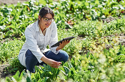 Buy stock photo Shot of an attractive young scientist using a digital tablet while studying plants and crops outdoors on a farm