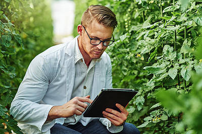 Buy stock photo Scientist, plants and tablet for research on a farm or ecology for working in agro and agriculture. Science, expert and growth for farming in a greenhouse for analysis of the environment or nature.