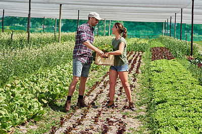 Buy stock photo Teamwork, agriculture and people in a greenhouse on a farm working together for sustainability during harvest.  Food, spring or environment with a farmer man and woman carrying vegetables or produce