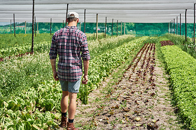 Buy stock photo Farmer, agriculture and greenhouse field or inspection walking for gardening growth, sustainability or crop. Man, back and small business with vegetable plants for food production, harvest or organic