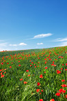 Wheat fields with poppies in early summer