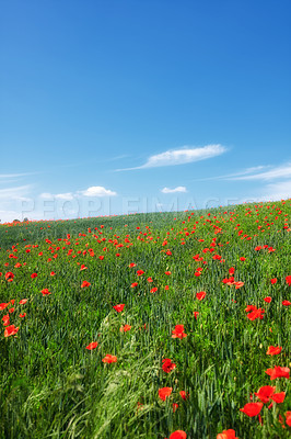 Buy stock photo A  photo of poppies in the countryside in early summer