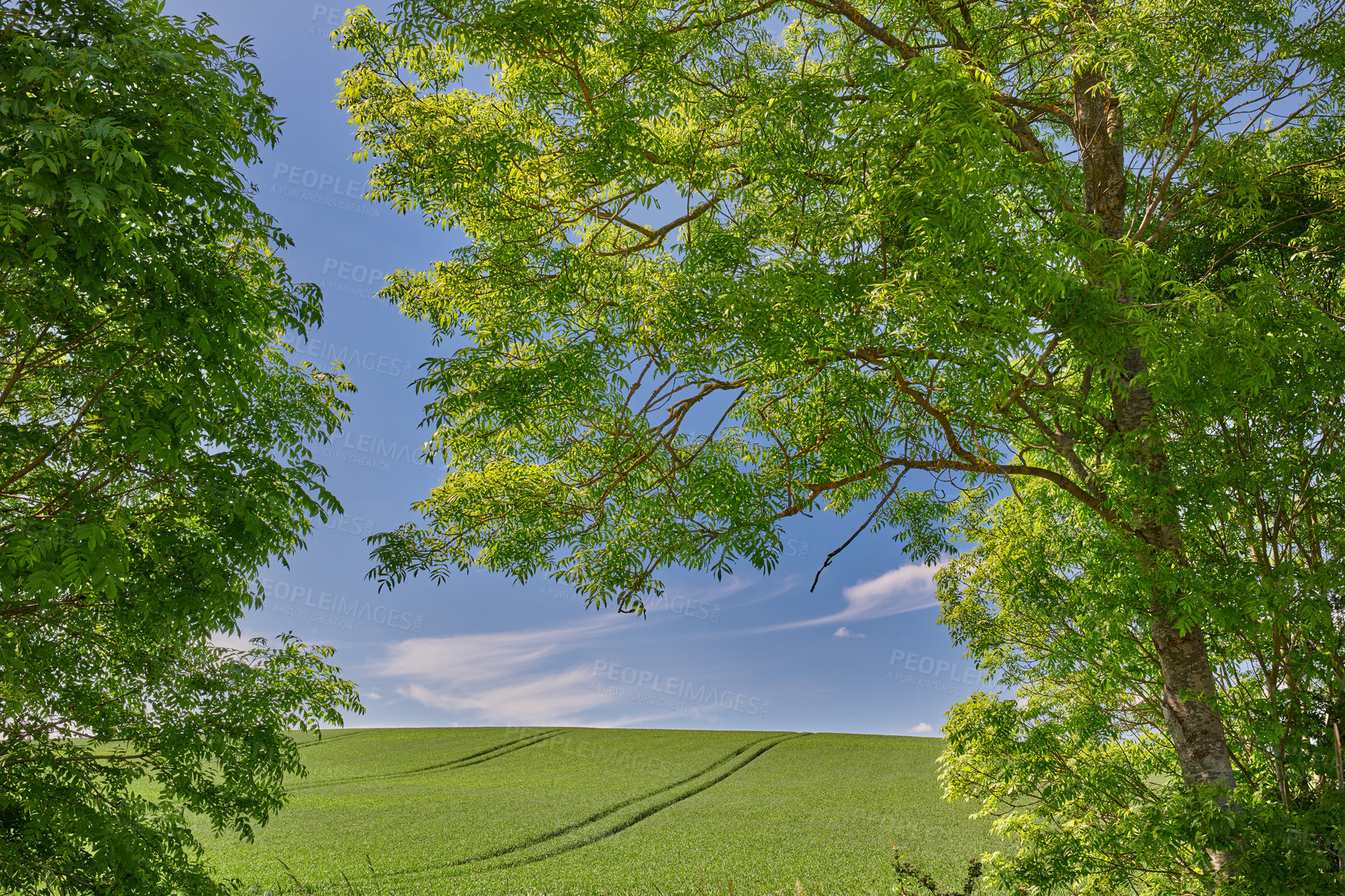 Buy stock photo Rolling Green fields and blue sky framed by trees - lots of copy space