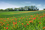 Wheat fields with poppies in early summer