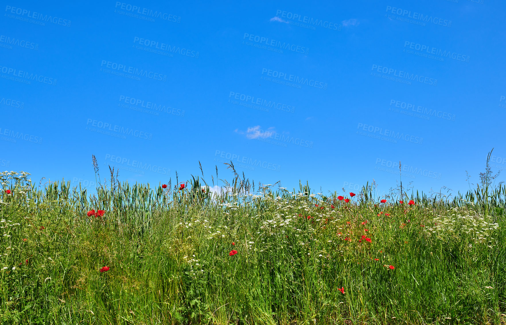 Buy stock photo Outdoor, field and flowers with wheat for growth, sustainable environment and blooming in spring time. Mockup space, green grass and plants with poppies for scenery, ecology and landscape in Denmark