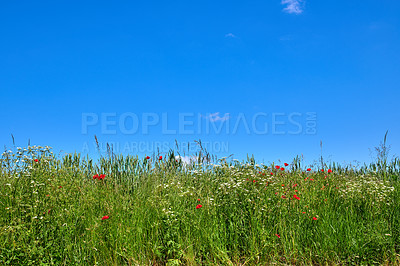 Buy stock photo A  photo of poppies in the countryside in early summer