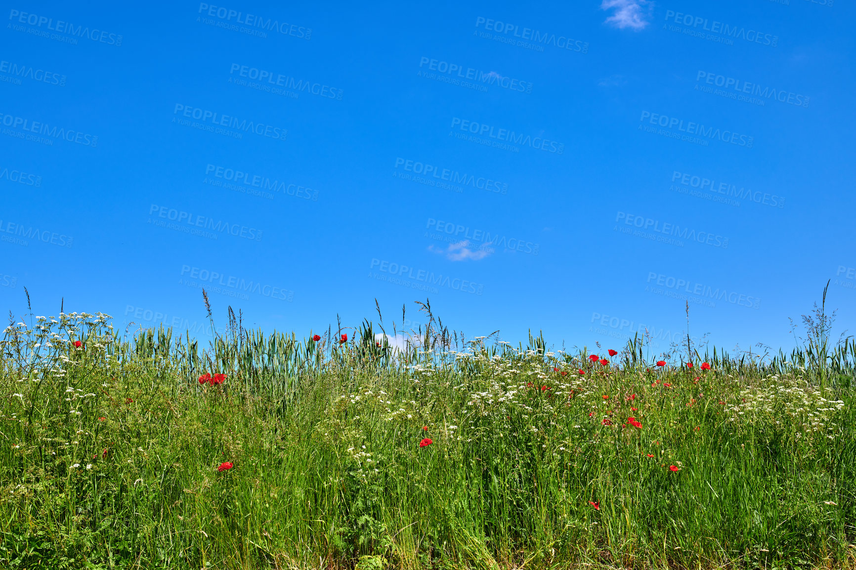 Buy stock photo A  photo of poppies in the countryside in early summer