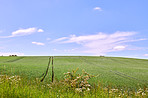 Green fields and blue sky in spring