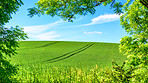 Rolling Green fields and blue sky framed by trees