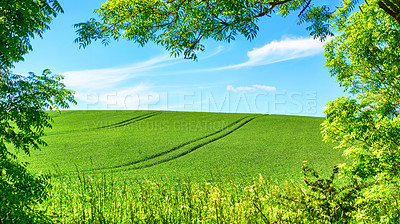 Buy stock photo Rolling Green fields and blue sky framed by trees - lots of copy space