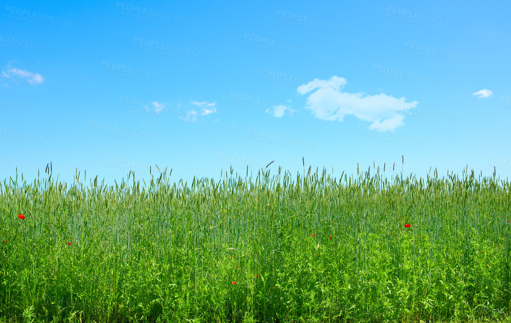 Buy stock photo Farmland in springtime - lots of copy space