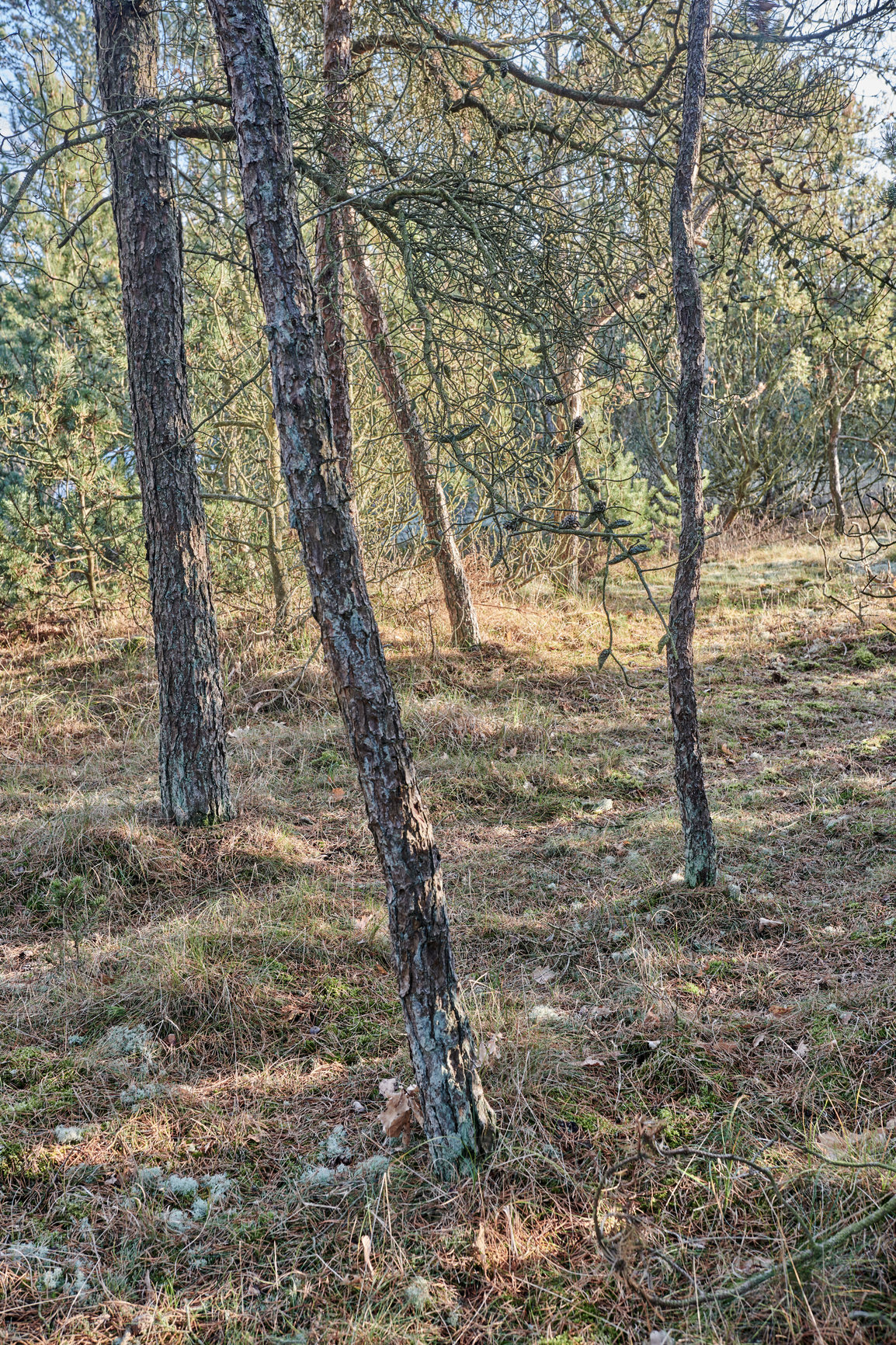 Buy stock photo Uncultivated and secluded woodland filled with big trees for environmental conservation. Empty deserted forest or grassland in nature. Mysterious and remote woods in wilderness during the day