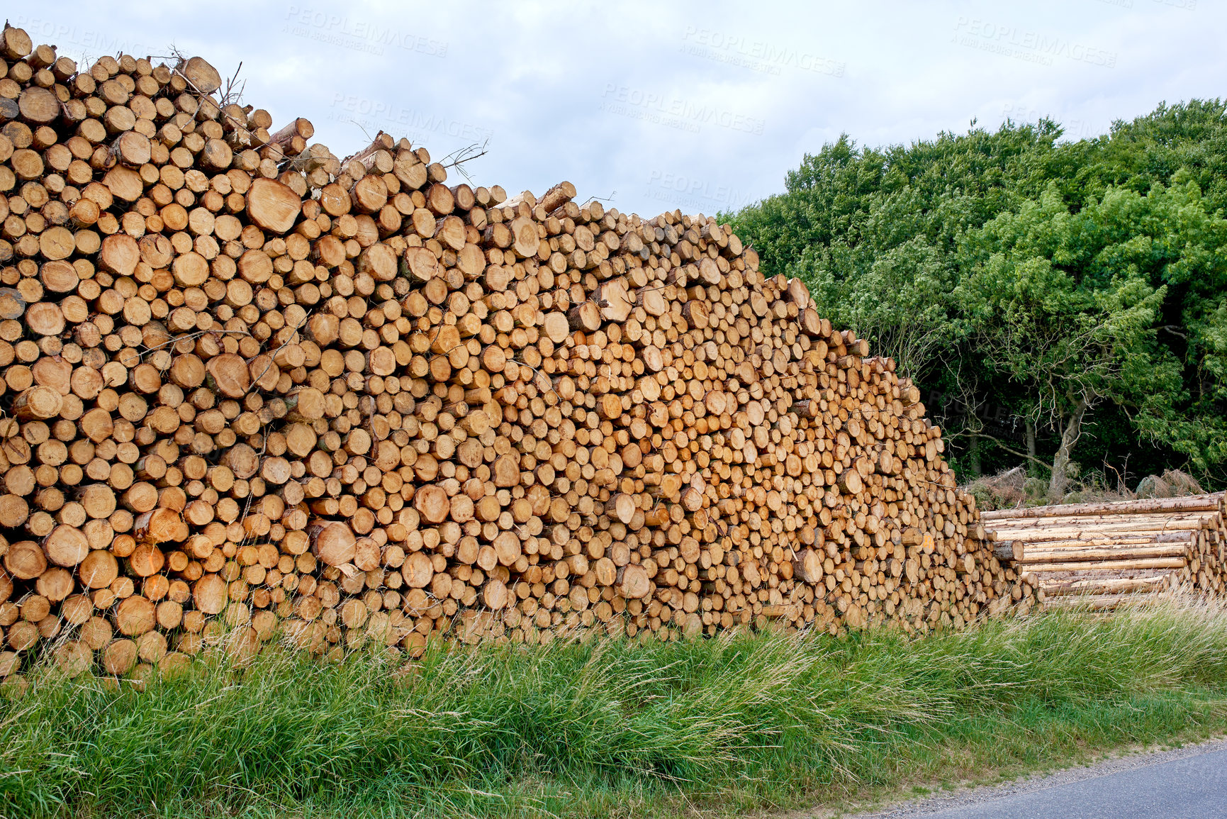 Buy stock photo Cut logs of beech trees stacked in a heaped pile. Deforestation and felling of forest woods in lumber industry for firewood and energy resource. Import and export of wood used as timber for building