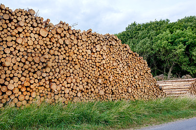 Buy stock photo Cut logs of beech trees stacked in a heaped pile. Deforestation and felling of forest woods in lumber industry for firewood and energy resource. Import and export of wood used as timber for building