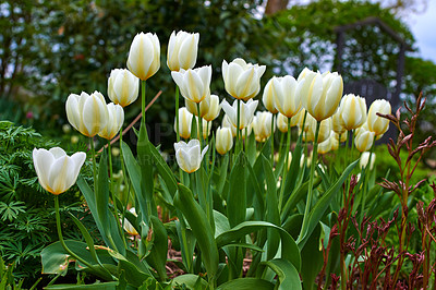 Buy stock photo White tulip flowers growing in a garden. Beautiful flowering plants beginning to blossom on a field or forest. Pretty flora blooming and sprouting in a meadow on the countryside during spring