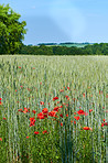 Wheat fields with poppies in early summer