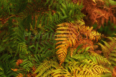 Buy stock photo Orange fern plants growing in a remote countryside, forest or woods in autumn from above. Environmental nature conservation at sunset. Vibrant seasonal colours in serene, quiet and secluded area