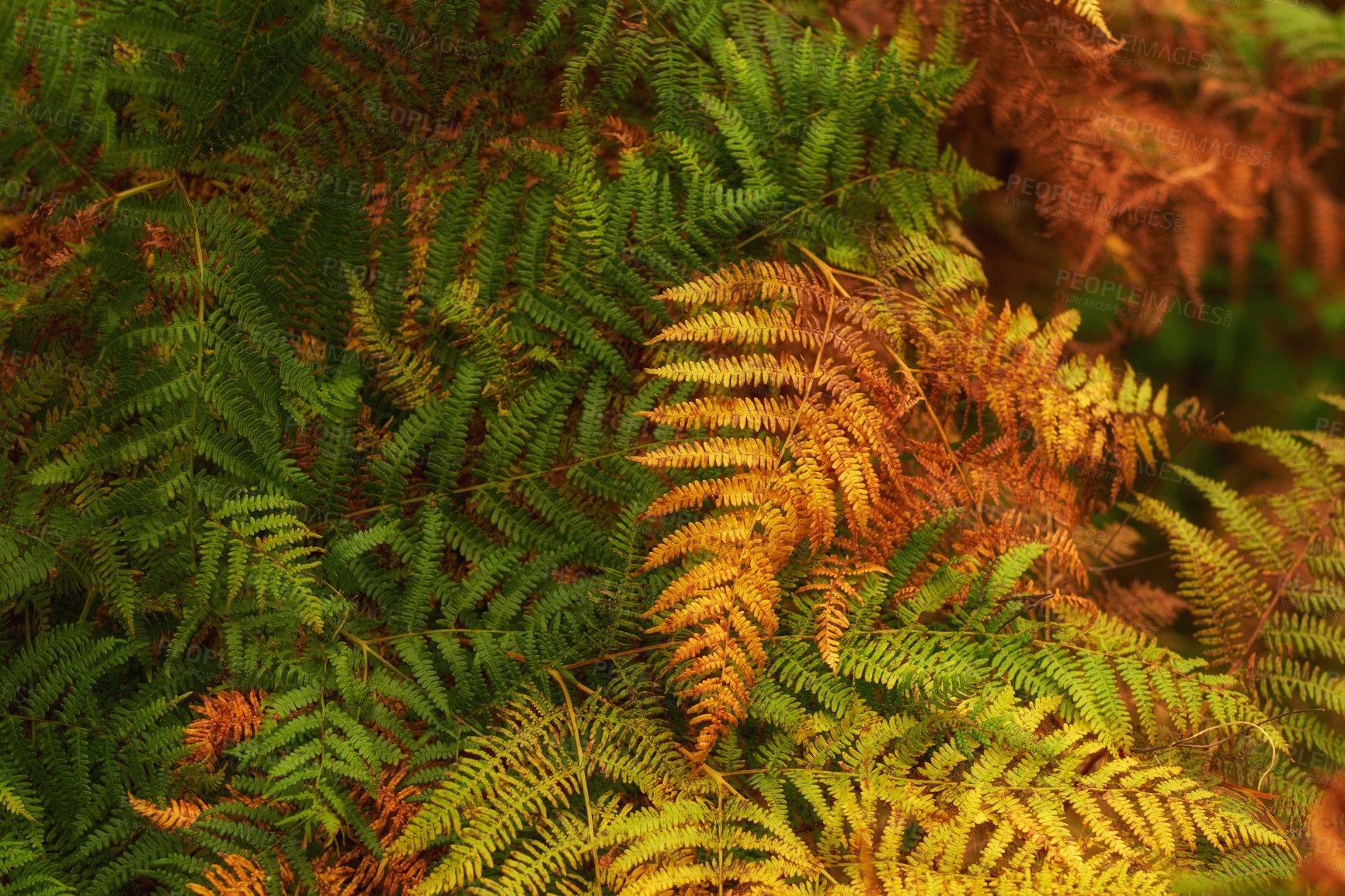 Buy stock photo Orange fern plants growing in a remote countryside, forest or woods in autumn from above. Environmental nature conservation at sunset. Vibrant seasonal colours in serene, quiet and secluded area