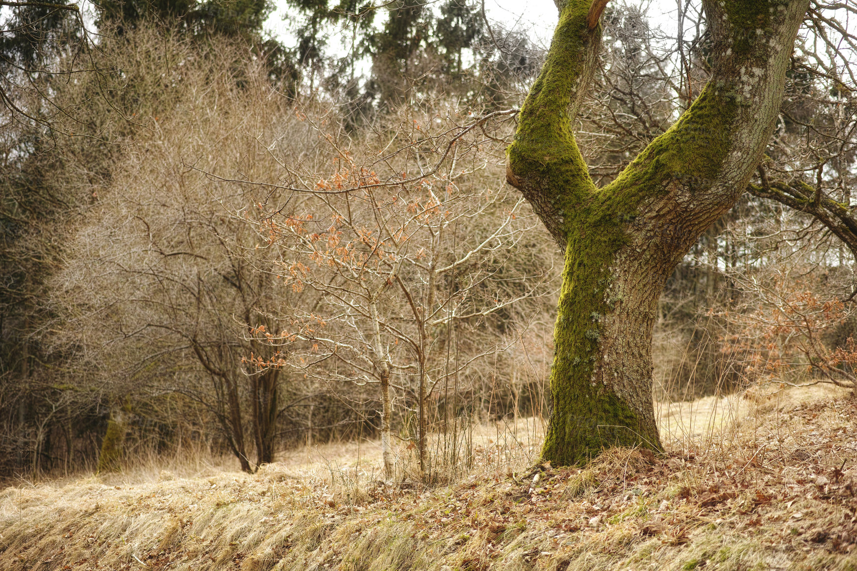 Buy stock photo Moss covering beech tree trunk in remote forest or countryside meadow. Woods with algae covered branches in quiet, serene and tranquil landscape. Discovering mother nature with autumn fallen leaves