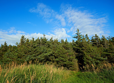 Buy stock photo Tall trees growing in a lush green forest with copyspace, peaceful soothing beauty in nature. Wooden texture and patterns growth in a woodland, with hidden peace, soothing and calming view