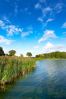 Buy stock photo Copyspace and landscape of a calm and quiet lake with reeds, trees and a cloudy blue sky above. A forest with a river and lush green plants in a remote location in nature. Fishing spot for tourist