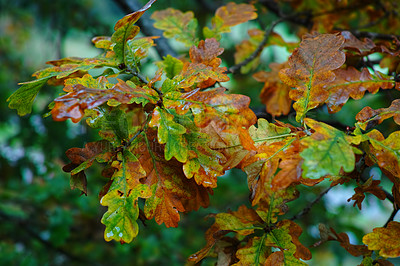 Buy stock photo Closeup of autumn leaves changing from green to orange on an oak tree in a remote forest or countryside in Norway. Woods with dry, texture foliage in a serene or secluded meadow or nature environment