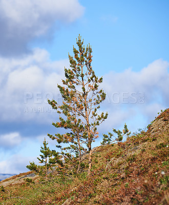 Buy stock photo Landscape view of pine, fir or cedar trees growing on a hill with a blue sky background, copy space, clouds. Wood trees in remote coniferous forest. Environmental nature conservation of resin plants
