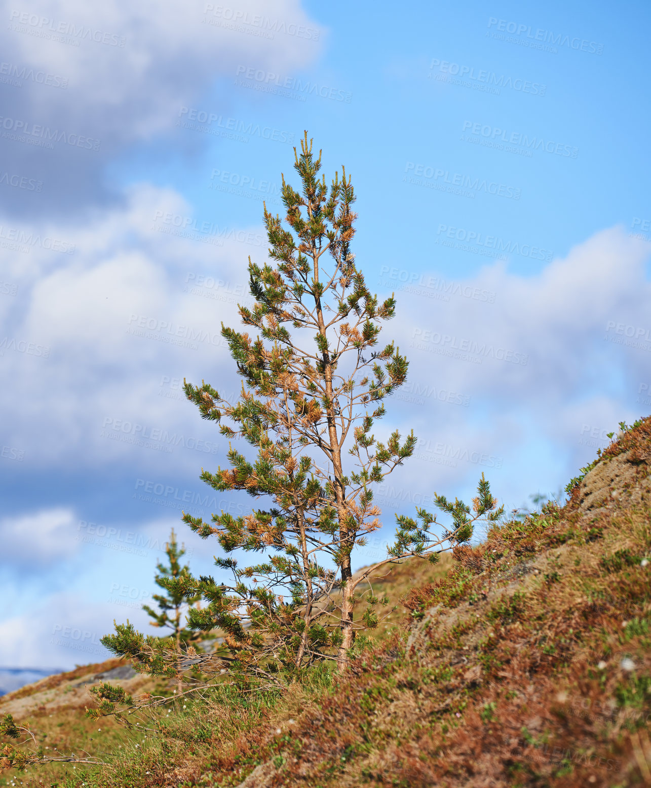 Buy stock photo Landscape view of pine, fir or cedar trees growing on a hill with a blue sky background, copy space, clouds. Wood trees in remote coniferous forest. Environmental nature conservation of resin plants