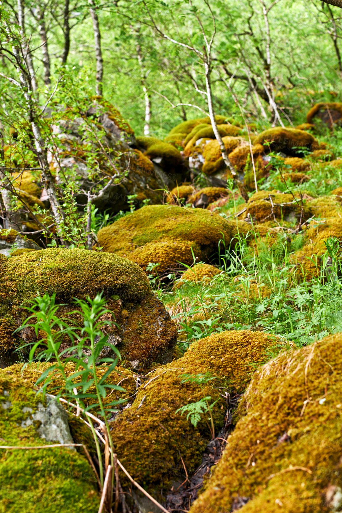 Buy stock photo Forest trees and rocks covered in yellow moss in a remote environment in nature. Macro view of textured algae spreading, covering boulders in a quiet, remote environment with lush plants and shrubs 