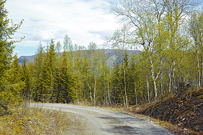 Buy stock photo View of a road and green vegetation leading to a secluded area in Nordland. Big green trees surrounding an empty street on the countryside. Deserted woodlands and forest  along a concrete pathway
