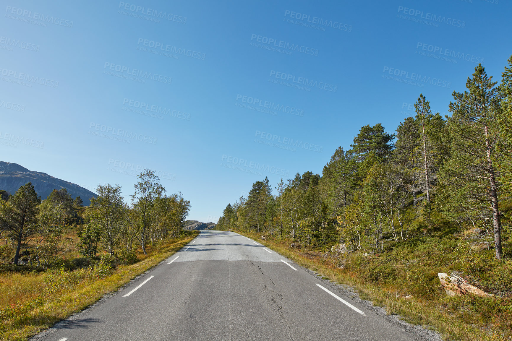 Buy stock photo An empty road surrounded by trees with clear blue sky and copy space. Landscape with a straight countryside asphalt roadway for traveling along a beautiful scenic forest in Norway