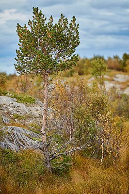 Buy stock photo Baby pine tree growing forest on the mountains with blue sky background. Landscape of green vegetation on a hill under clouds. Wild nature environment on La Palma, Canary Islands with copy space