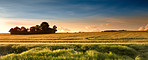 A photo of a vibrant country field in harvestDanish Nature