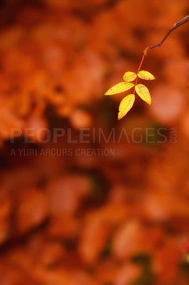 Buy stock photo A photo of autumn leaves and trees