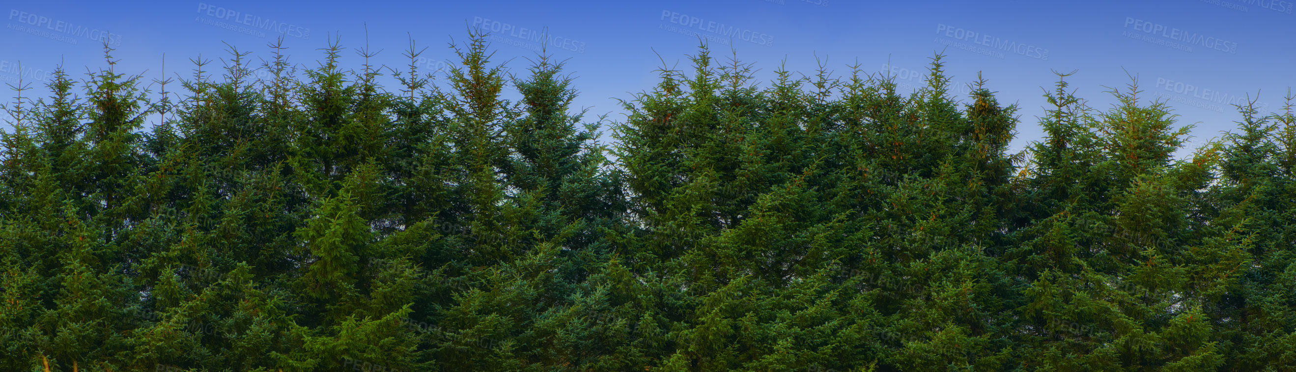 Buy stock photo Landscape view of wild fir, cedar or pine trees growing against a dark blue sky in Germany. Green environmental nature conservation, coniferous forest in remote tourism destination for resin export