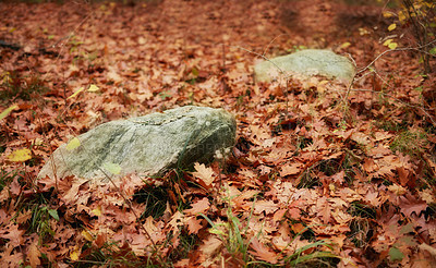 Buy stock photo Fallen autumn leaves on the ground of a forest floor with copyspace. Remote and peaceful mountain area with colours and foliage of the fall season. Deserted and empty area with trees in the woods