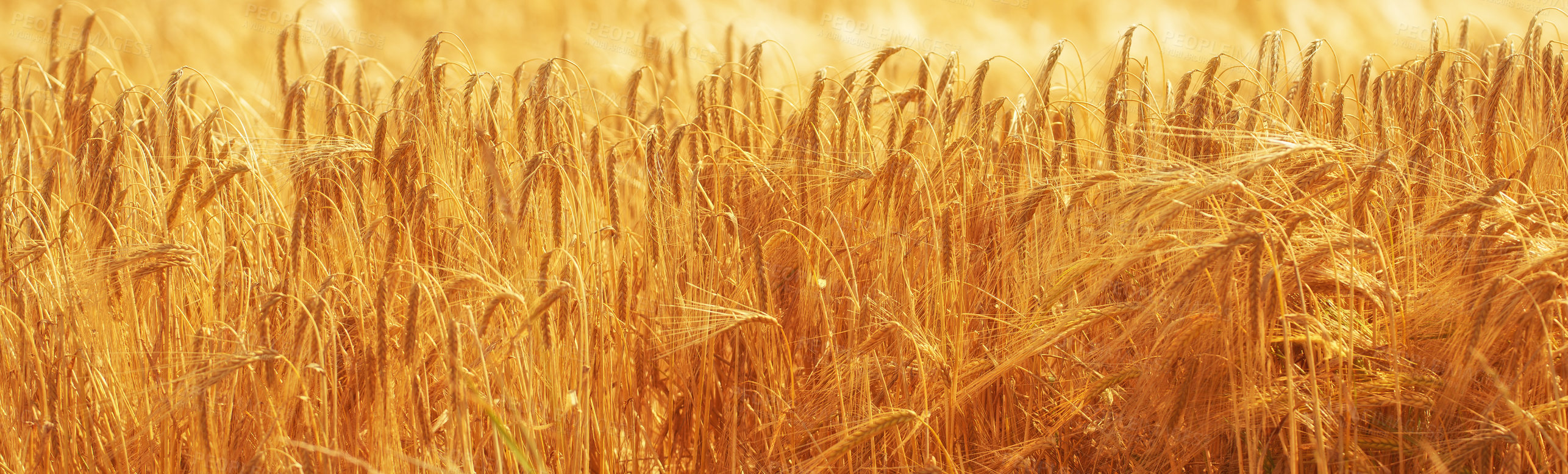 Buy stock photo Danish nature