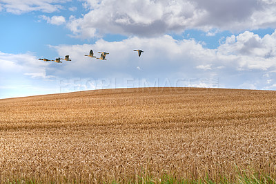Buy stock photo Nature, wheat and birds in the sky on a farm with clouds in a sustainable and eco friendly countryside. Agriculture, ecology and harvest on an outdoor natural cornfield with grain landscape in spring