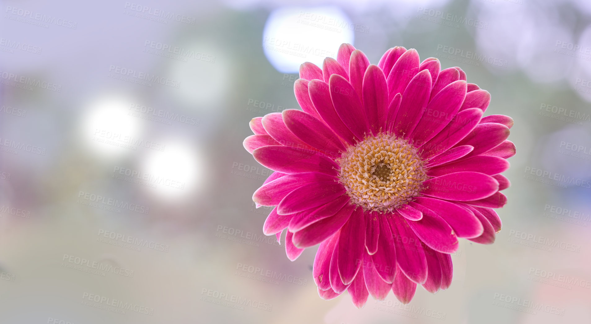 Buy stock photo Closeup of a pink daisy flower isolated against a bokeh copy space background. Marguerite daisies growing in a remote field, meadow, home backyard garden. Textured detail of argyranthemum frutescens