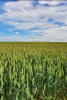 Buy stock photo Danish nature