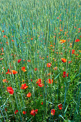 Buy stock photo A  photo of poppies in the countryside in early summer