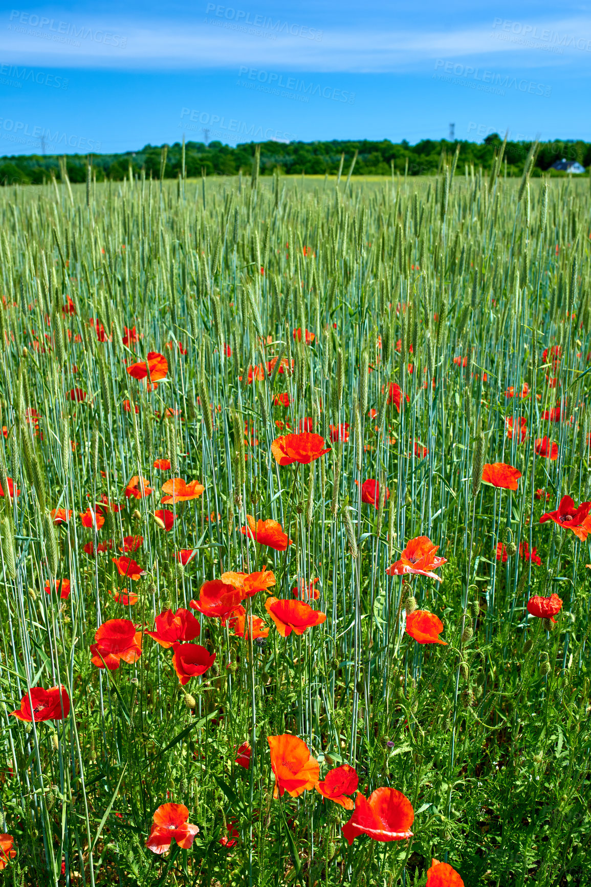 Buy stock photo A  photo of the countryside in early summer