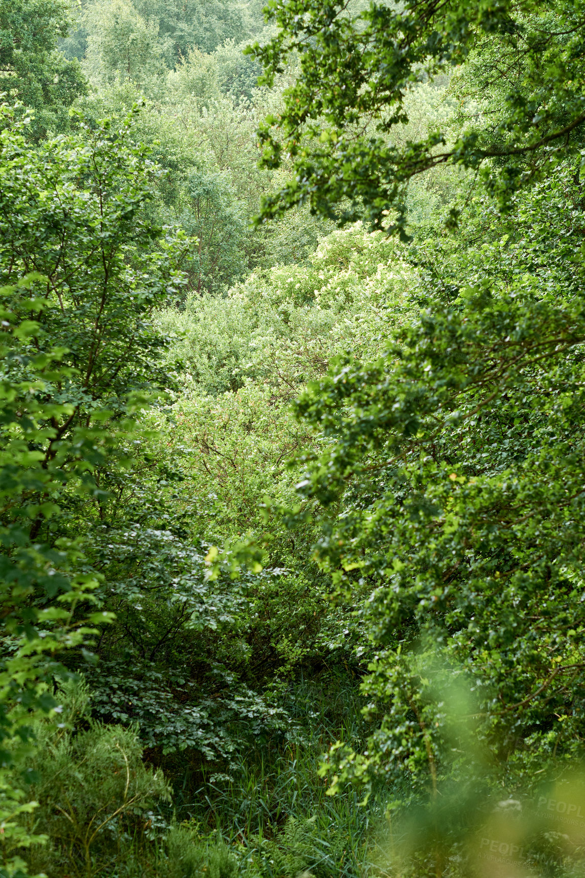 Buy stock photo A photo of green and lush forest