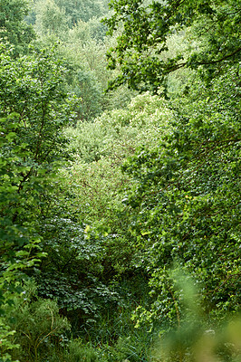 Buy stock photo A photo of green and lush forest