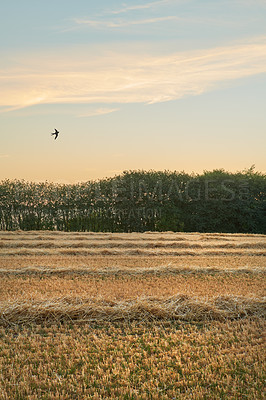 Buy stock photo Copyspace with harvested rows of wheat and hay in an open field with a bird flying against a twilight sky background. Stalks and stems of dry grain cultivated on a farm in the countryside at sunset