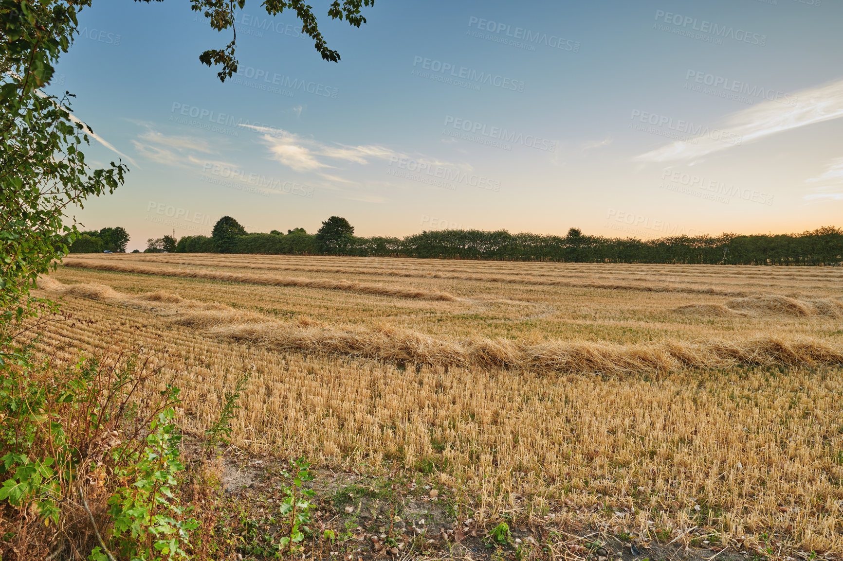 Buy stock photo Harvested rows of wheat and hay in an open field against a blue sky background with copy space. Cut stalks and straw of dry barley and grain cultivated on a farm in the countryside for agriculture