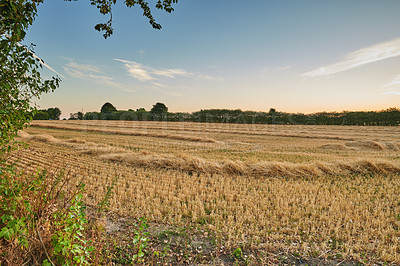 Buy stock photo Harvested rows of wheat and hay in an open field against a blue sky background with copy space. Cut stalks and straw of dry barley and grain cultivated on a farm in the countryside for agriculture